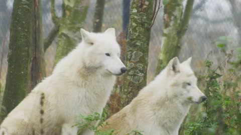 Arctic Wolf