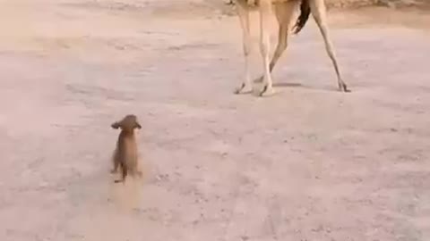 dog want to make friends with huge camel,puppy is a lovely thing