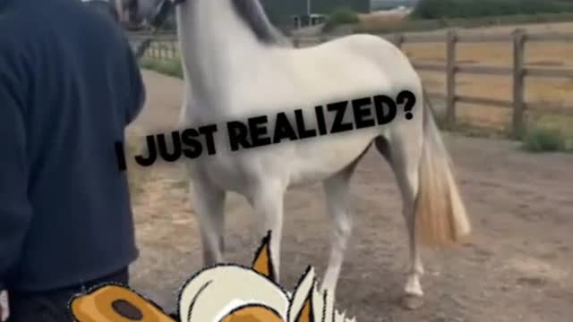 Crazy pony pulls owner away