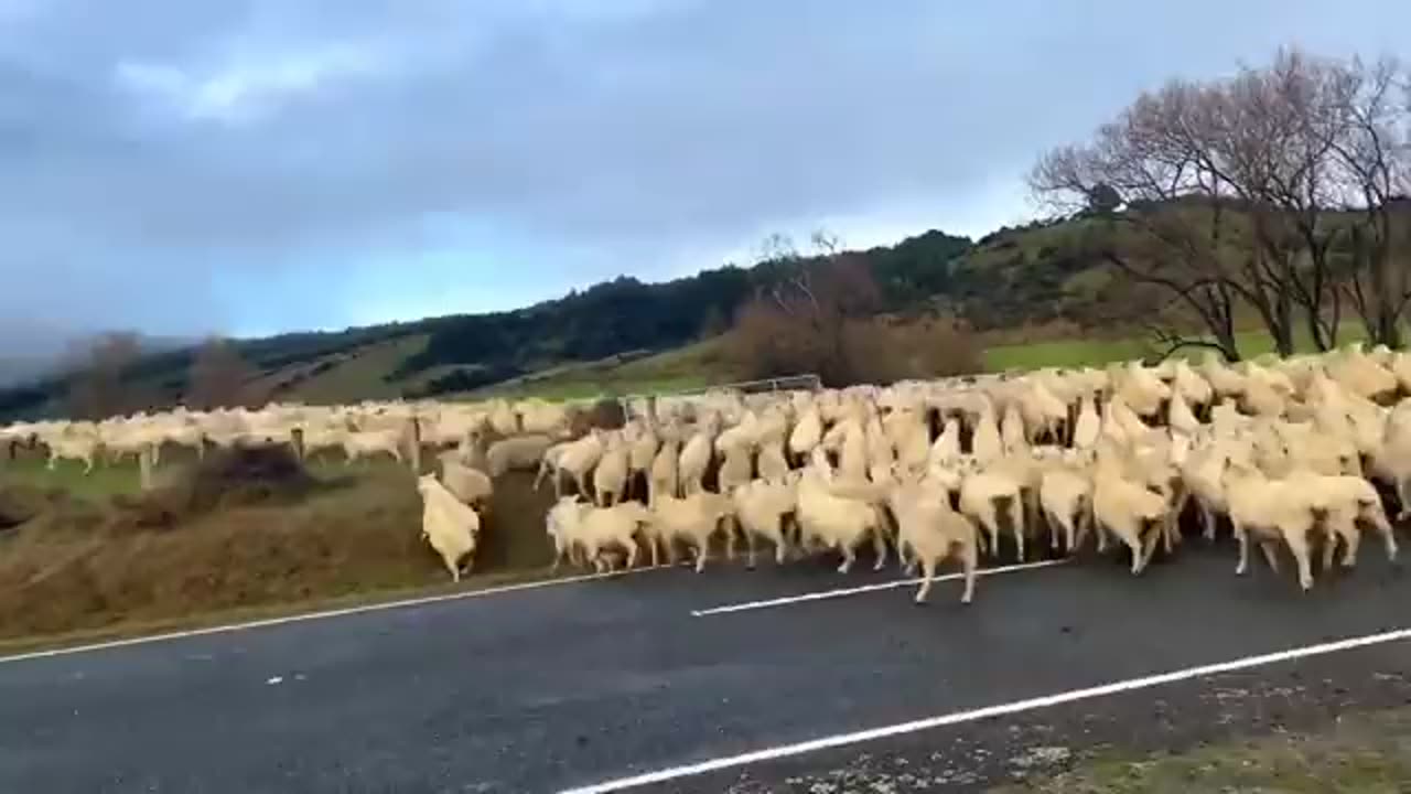 A pasture in New Zealand. Never ever seen such dicipline animals