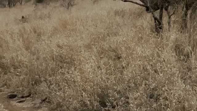 Rhino Charges Lion To Protect Young