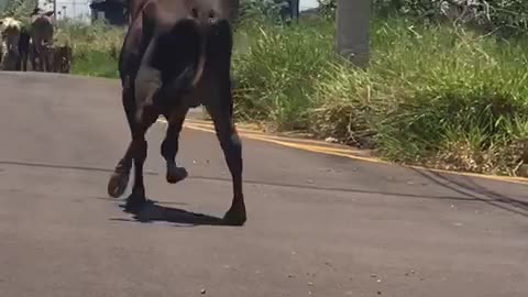 Cow Waddles Down Road