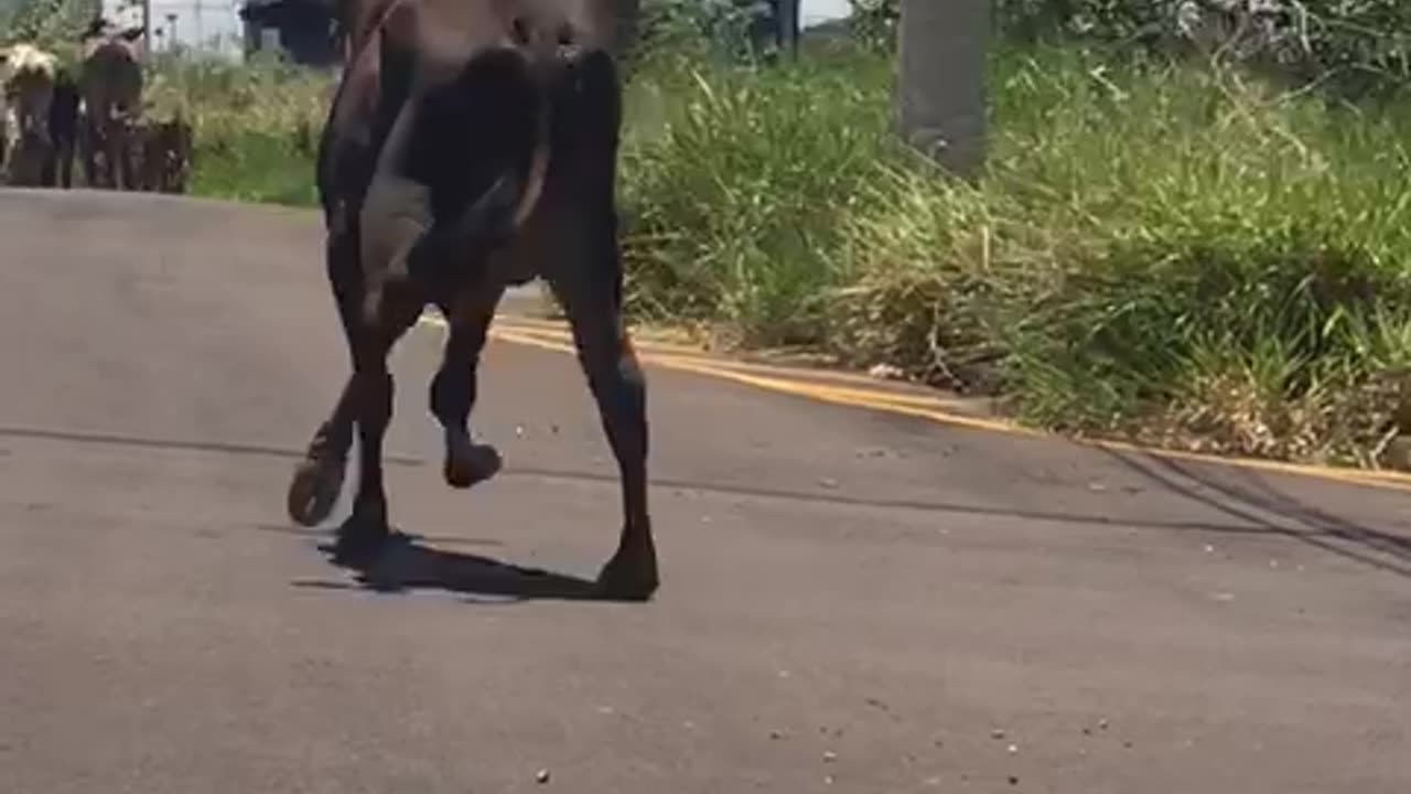 Cow Waddles Down Road