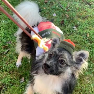 Puppy dressed as sushi eats sushi from chopsticks