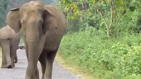 Elephant's video fun with human persons