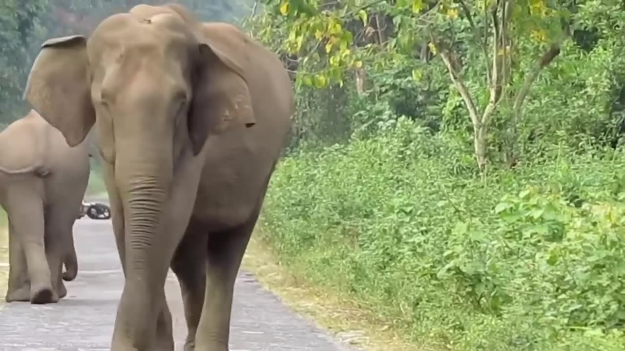 Elephant's video fun with human persons
