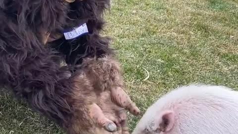 Meet Daisy’s new bestie.