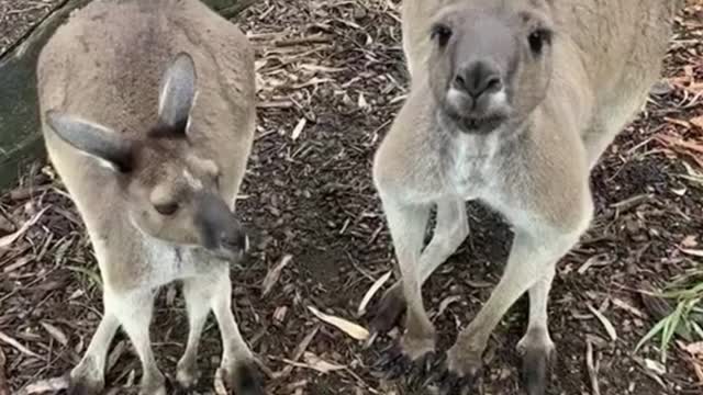 These two kangaroos look funny