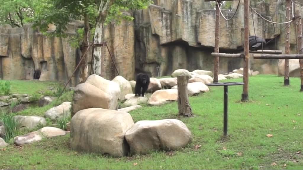 Tanabata about to the female orangutan after feeling