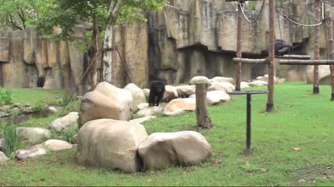 Tanabata about to the female orangutan after feeling