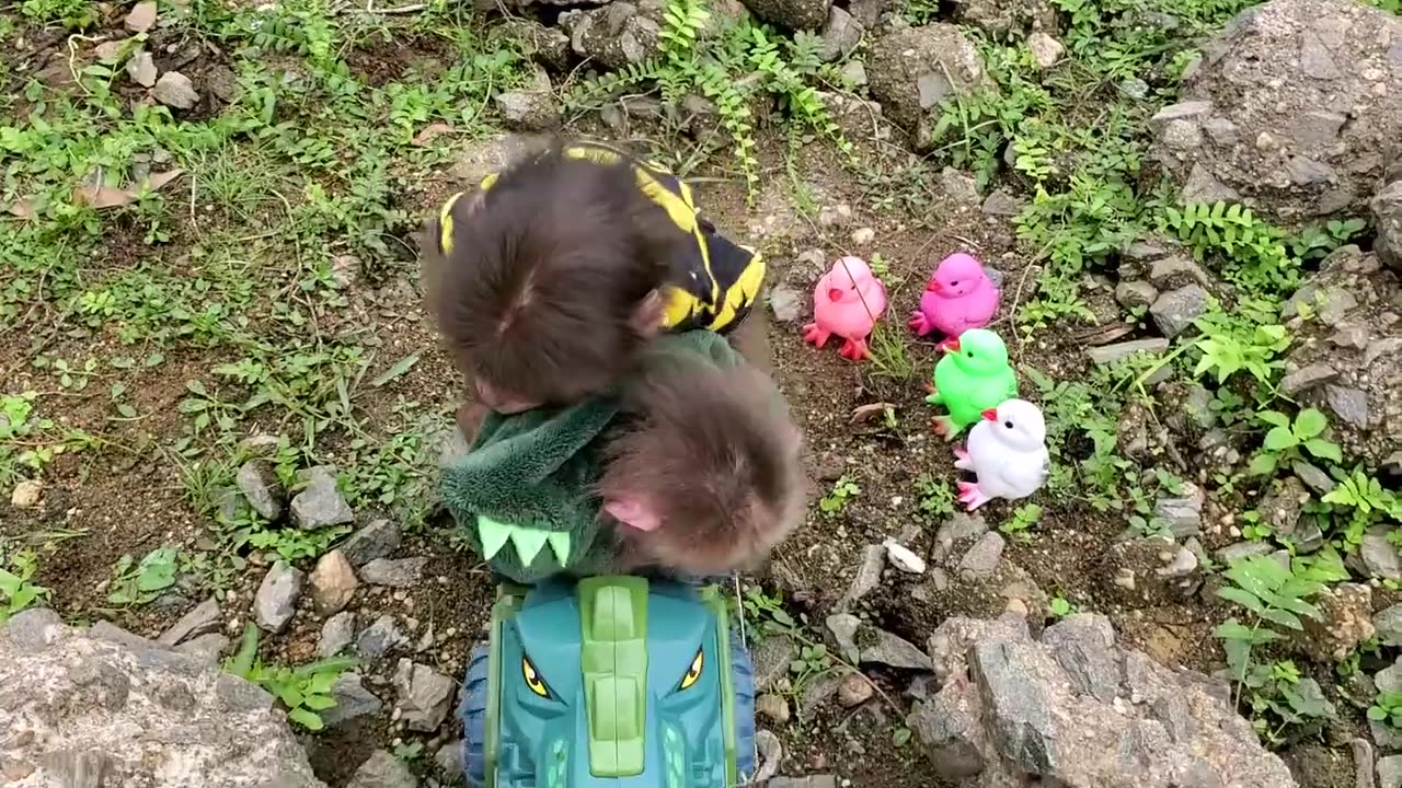 Baby monkey goes on cruise to visit bibi's farm