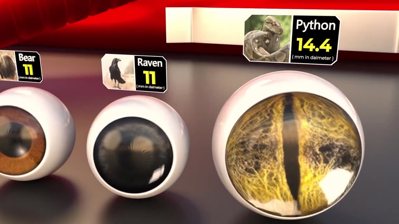 Monster Eye Ball Size Comparison | Biggest Eye ball in the World | size comparison