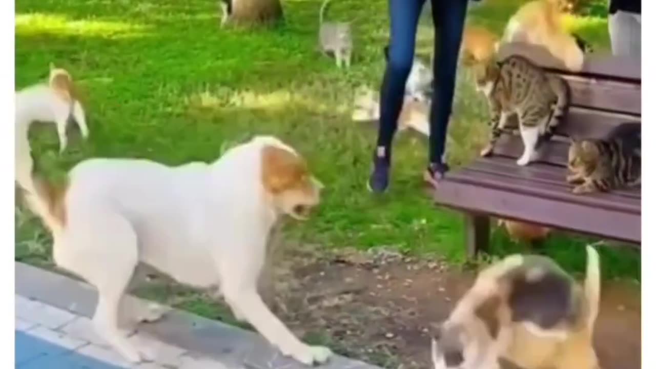 New Funniest Animals 2023 😂 Daily Funny Cats and Dogs Videos 😺🐶 Part 7