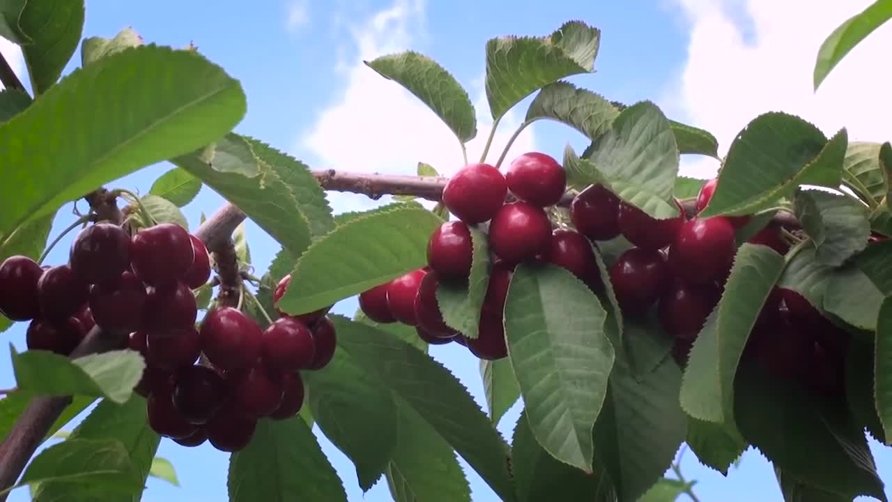 Des cerises parfaites de l'arbre à la table