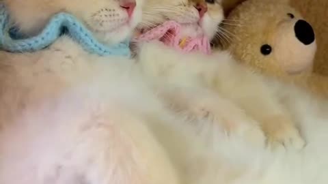 So Cute 😻💕