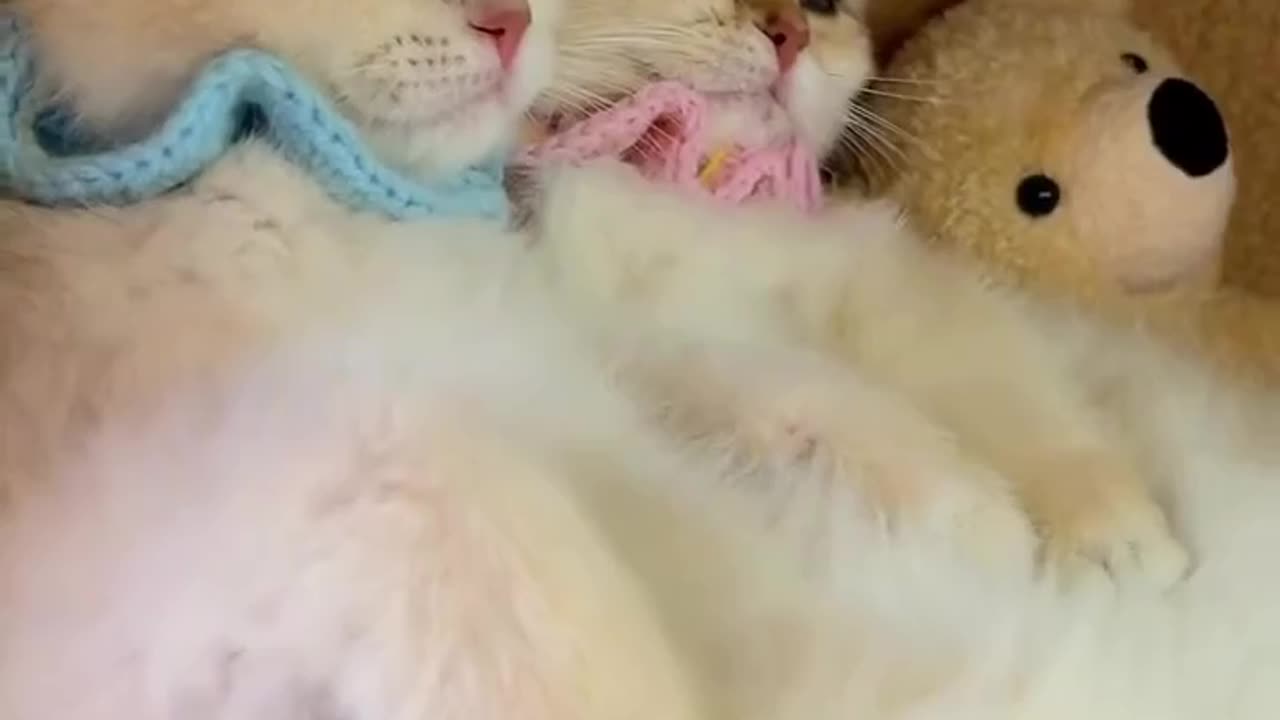So Cute 😻💕