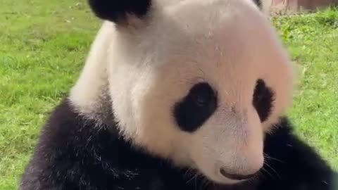 Pandas eat bamboo shoots