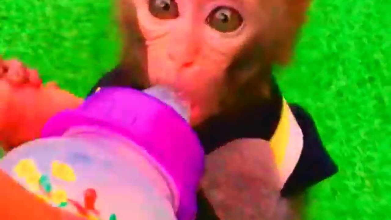 Adorable Monkeys, animal, monkey, pets, funny animals, cute monkey, baby monkey, lovely monkey #13