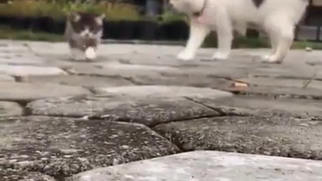 Cats have learned how to walk