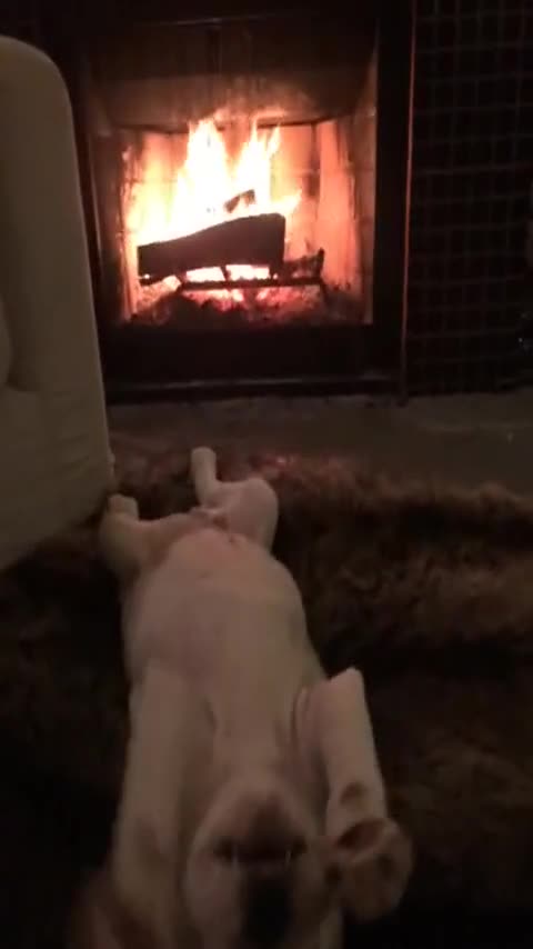 ¡Demasiada ternura! Cachorro de bulldog se relaja frente al hogar