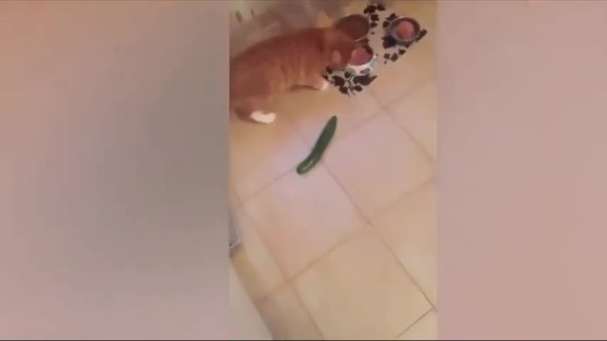 Cat 0 : 1 Cucumber