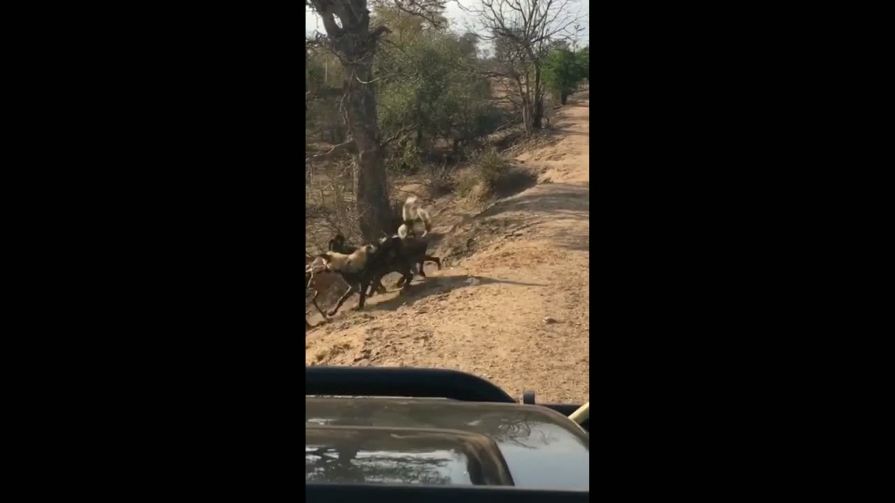 Pack of Wild Dogs Drags Buck Out of Water #shorts #animals
