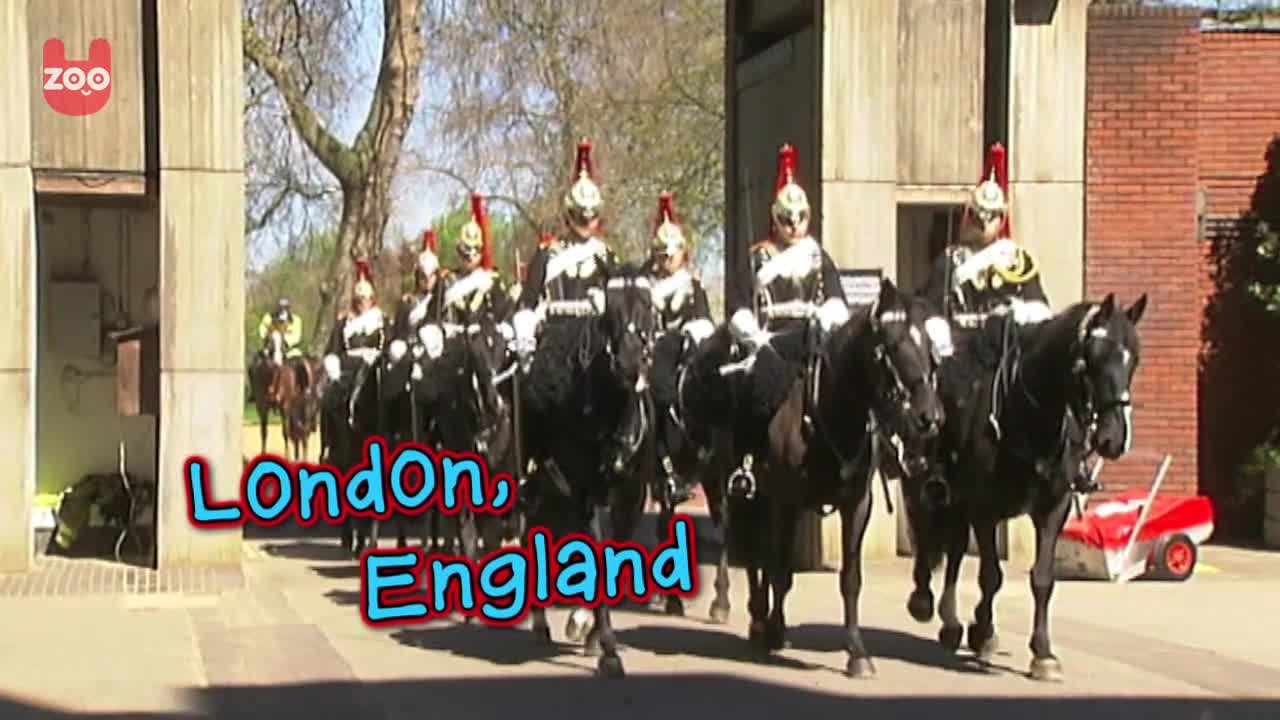 Royal Horses Get Health Check