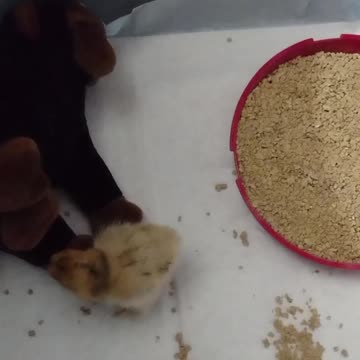 Finally, A New Baby #Shorts