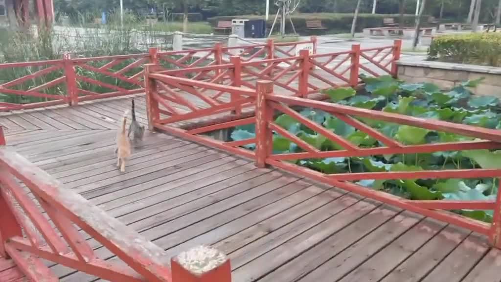 Today you will learn how to summon a cat