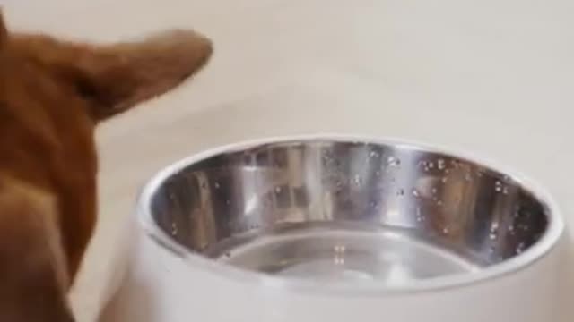 .A Dog Drinking Water from a Bowl