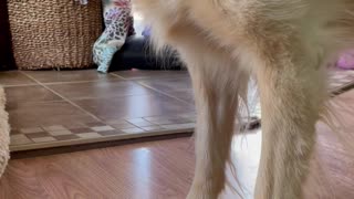 Golden Pounces on Light Dot on Rug