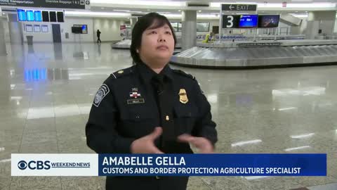 Beagles sniff out food smugglers at Atlanta airport