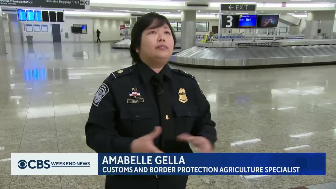 Beagles sniff out food smugglers at Atlanta airport