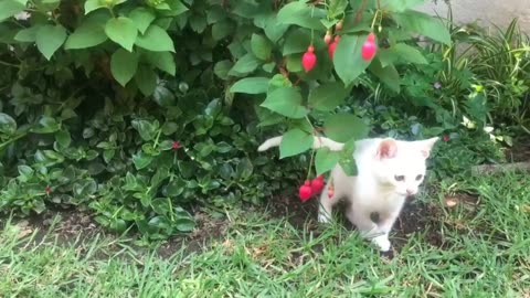 Funny white cat