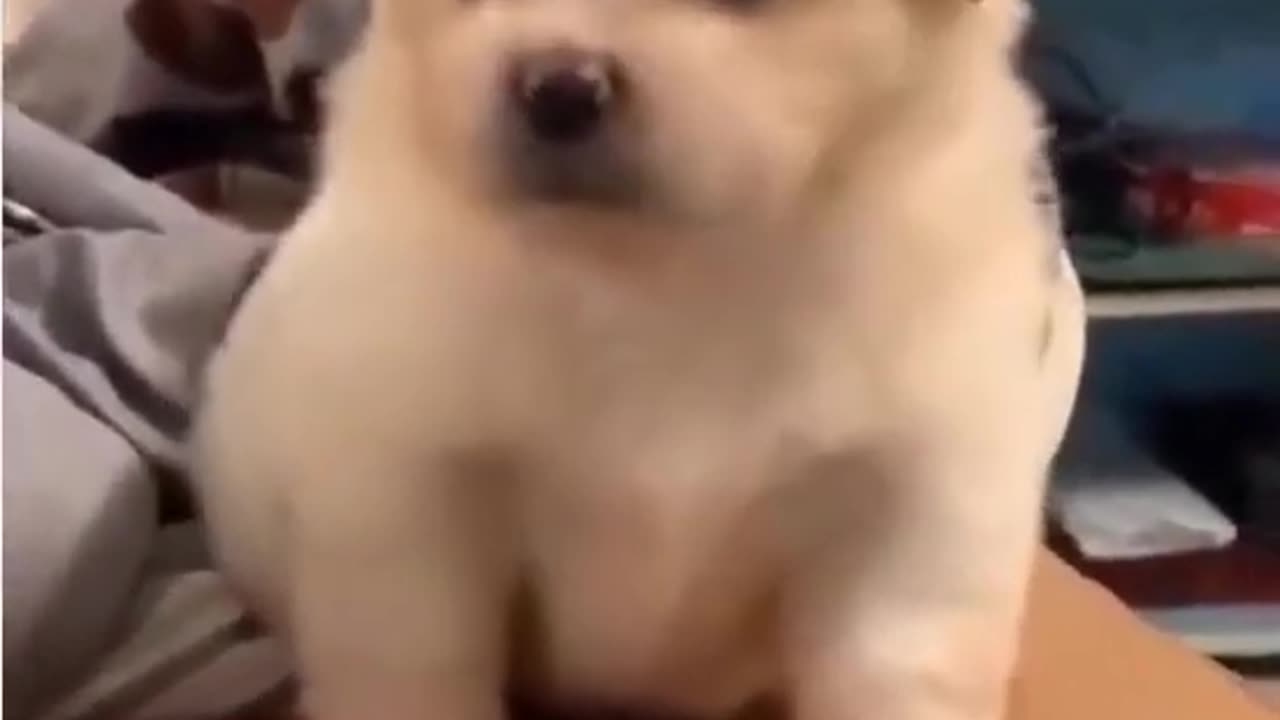 Funny pets and animals.