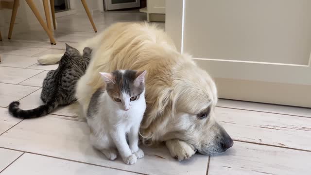 Cute Kittens Wake Up a Golden Retriever
