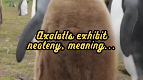 Animal Facts Axolotl Neoteny #shorts
