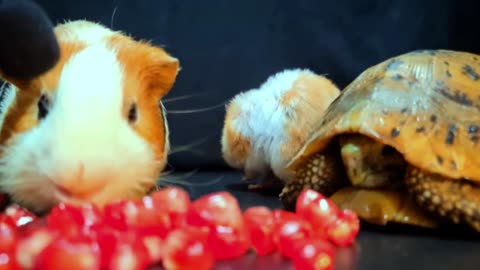 Hamster Guinea Pig Tortoise ASMR Eating Pomegranate MUKBANG