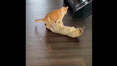 Lovely and Adorable cute cats