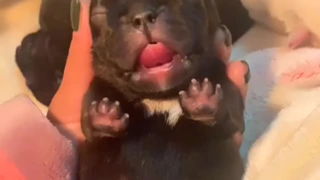 My little dog's Growth Diary