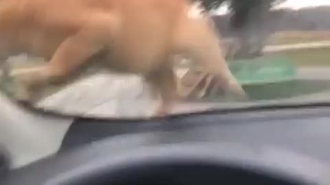 funny cats get shocked with car horn