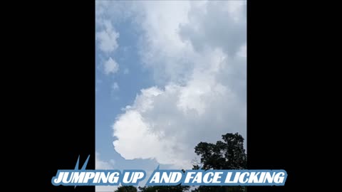 JUMP UP AND FACE LICKING