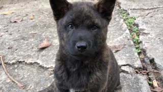 Puppy meeting - Puppies are excited to see the person who helped them