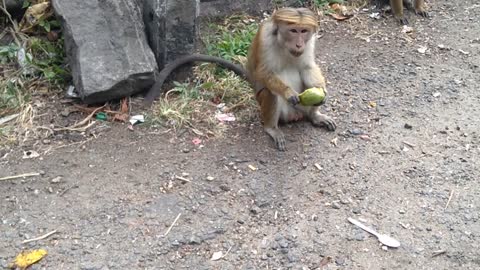 Feeding monkies at kadugannawa, Sri Lanka