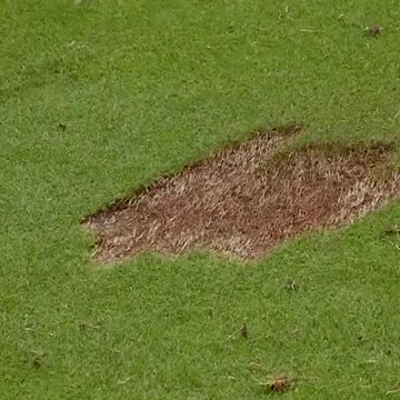 Scottie Scheffler's amazing pattern #golf #golfer #professional #athlete #divot #green #pattern #pro