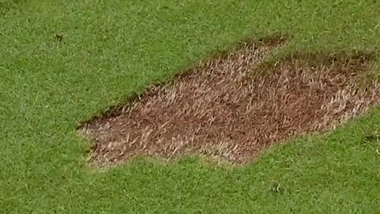 Scottie Scheffler's amazing pattern #golf #golfer #professional #athlete #divot #green #pattern #pro