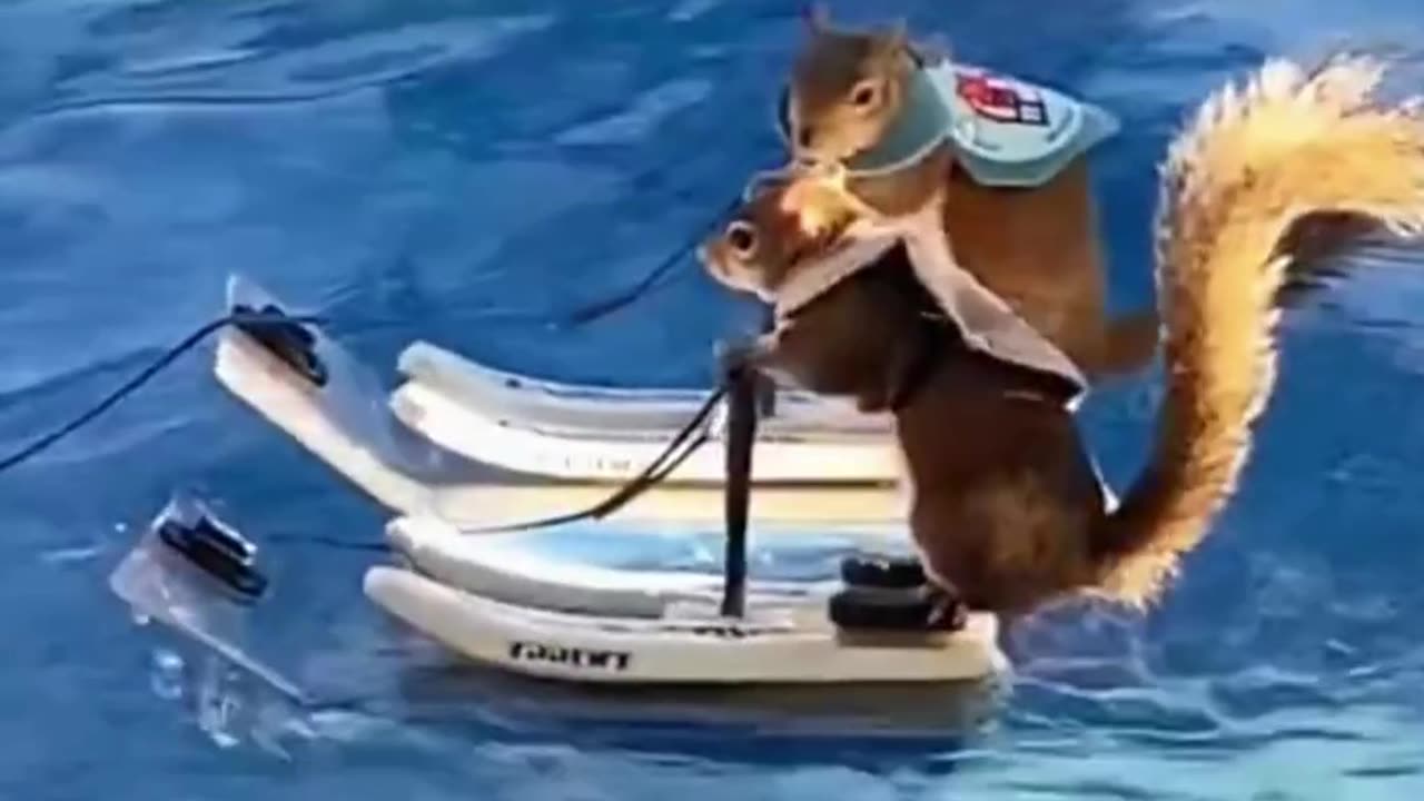 Squirrel very nice swimming🐿️🐿️,funny animal videos 2023,