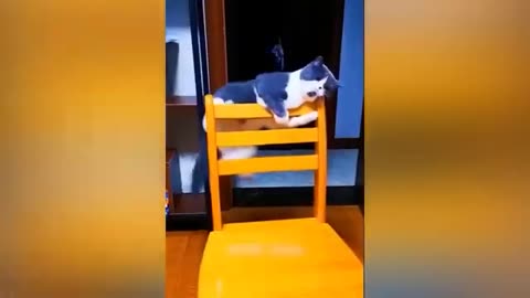 Cat Movement