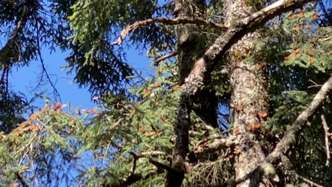 Monarch butterflies