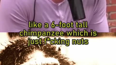 Joe Rogan Talks About Killer Chimps #shorts #jre #jreclips #joerogan #joeroganclips #joeroganpodcast